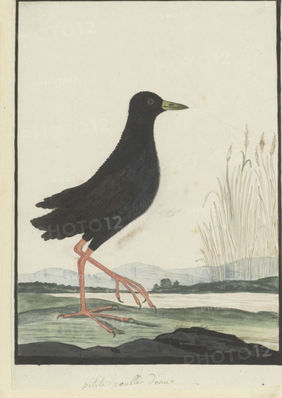 Amaurornis flavirostra (Black crake), 1777-1786. Creator: Robert Jacob Gordon.