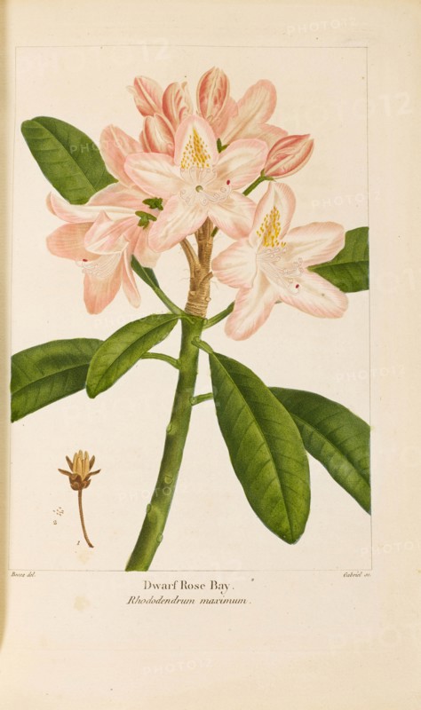From "Histoire des Arbes Forestiers de l'Amérique Septentrionale" by François André..., 1810-1811. Creator: Bessa, Pancrace (1772-1846).