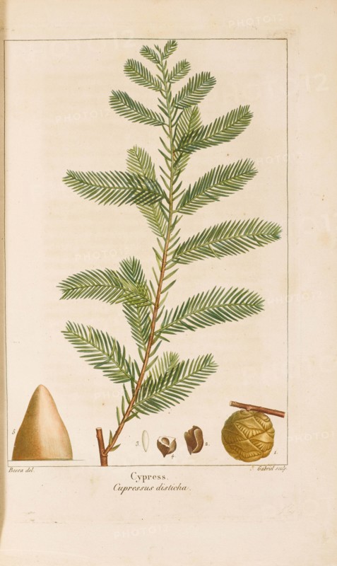 From "Histoire des Arbes Forestiers de l'Amérique Septentrionale" by François André..., 1810-1811. Creator: Bessa, Pancrace (1772-1846).