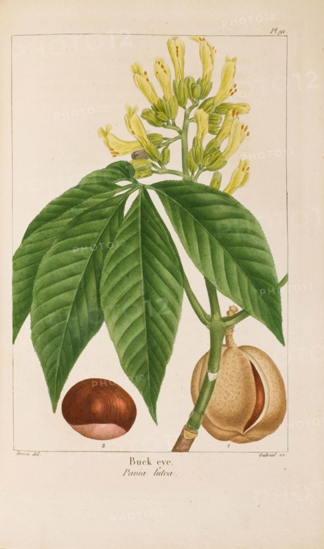 From "Histoire des Arbes Forestiers de l'Amérique Septentrionale" by François André..., 1810-1811. Creator: Bessa, Pancrace (1772-1846).