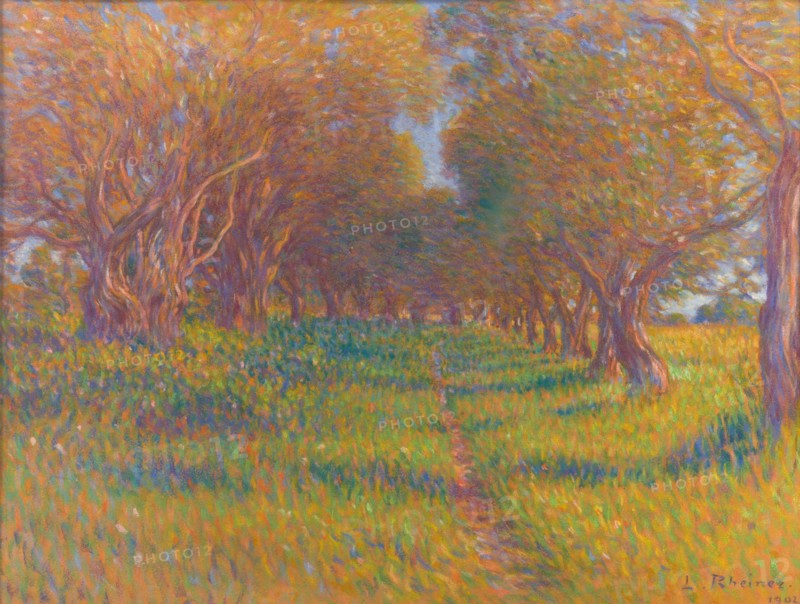 Olive trees in Provence, 1902. Creator: Rheiner, Louis (1863-1924).