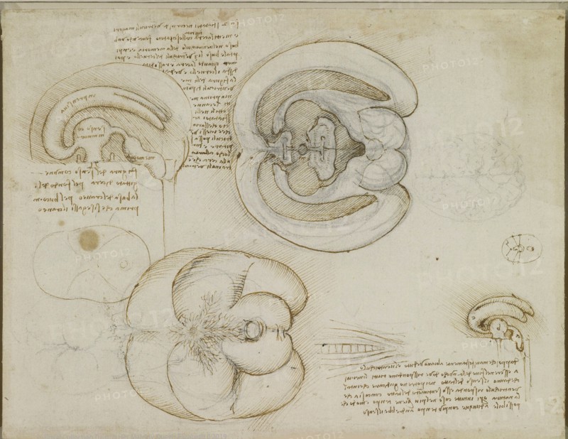 The brain, c.1508. Creator: Leonardo da Vinci (1452-1519).