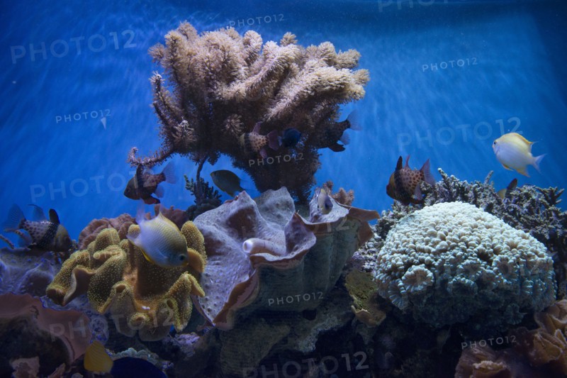 Monterey Bay Aquarium, Monterey, California, USA, 2022. Creator: Ethel Davies.