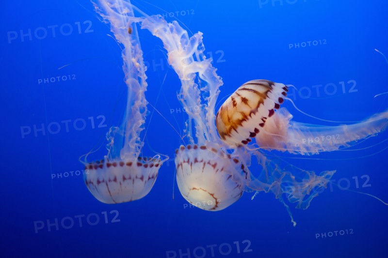Jellyfish, Monterey Bay Aquarium, Monterey, California, USA, 2022. Creator: Ethel Davies.