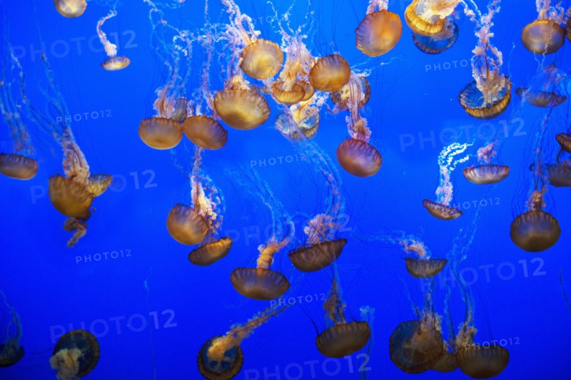Jellyfish, Monterey Bay Aquarium, Monterey, California, USA, 2022. Creator: Ethel Davies.