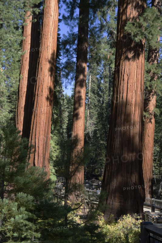 Mariposa Grove, Yosemite, California, USA, 2022. Creator: Ethel Davies.