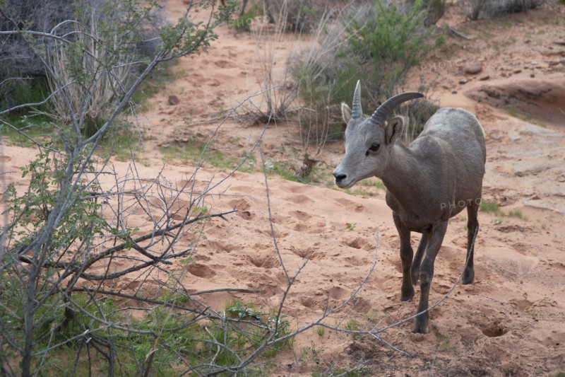 Bighorn Sheep, Valley of Fire, Las Vegas, Nevada, USA, 2022. Creator: Ethel Davies.