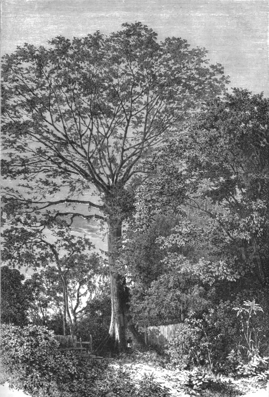 ''Samauma Tree of the Amazonian Forests; Indian-Rubber Groves of the Amazons', 1875. Creator: Unknown.