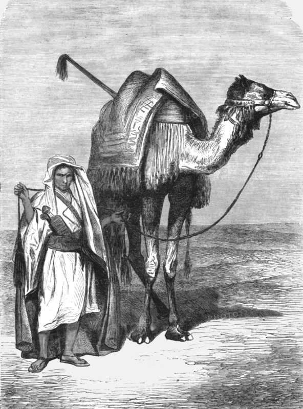 'Camel Driver; The Red Sea', 1875. Creator: Unknown.