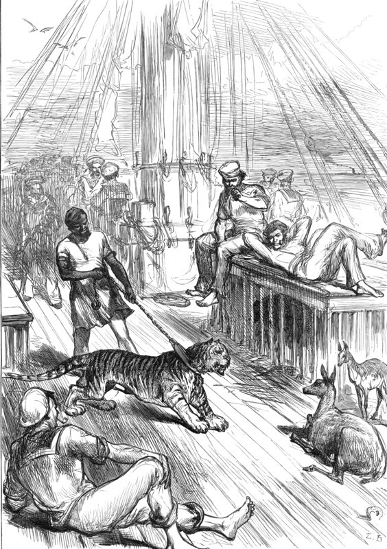 Return of the Prince of Wales from India: Life on Board the Serapis - Tiger and Cheetals...1876. Creator: L.B..
