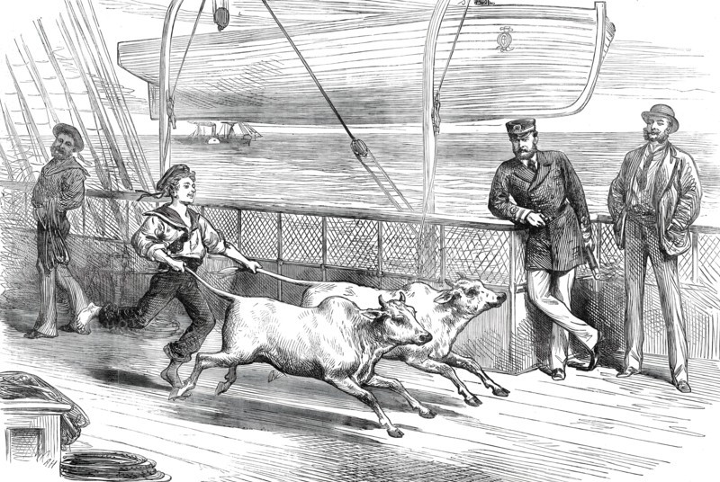 The Prince's Voyage Home from India: life on board the Serapis: exercising the "Gainees"...1876. Creator: Unknown.