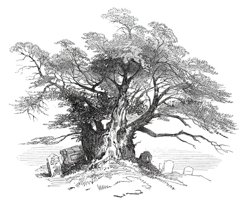 Leaves from a Sketch-Book - Bits of Kent: Yew-Tree, Horton Kirby, 1876. Creator: Unknown.