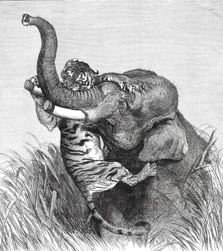 An Indian Hunting Trophy, 1876. Creator: Unknown.
