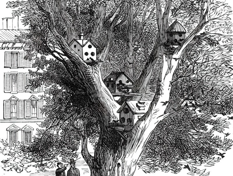 Sparrow-Nests in Philadelphia, 1876. Creator: Unknown.