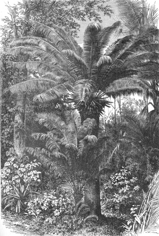 'Madagascar Dwarf Palms; A Birds-eye View of Madagascar', 1875. Creator: M.D Charnay.