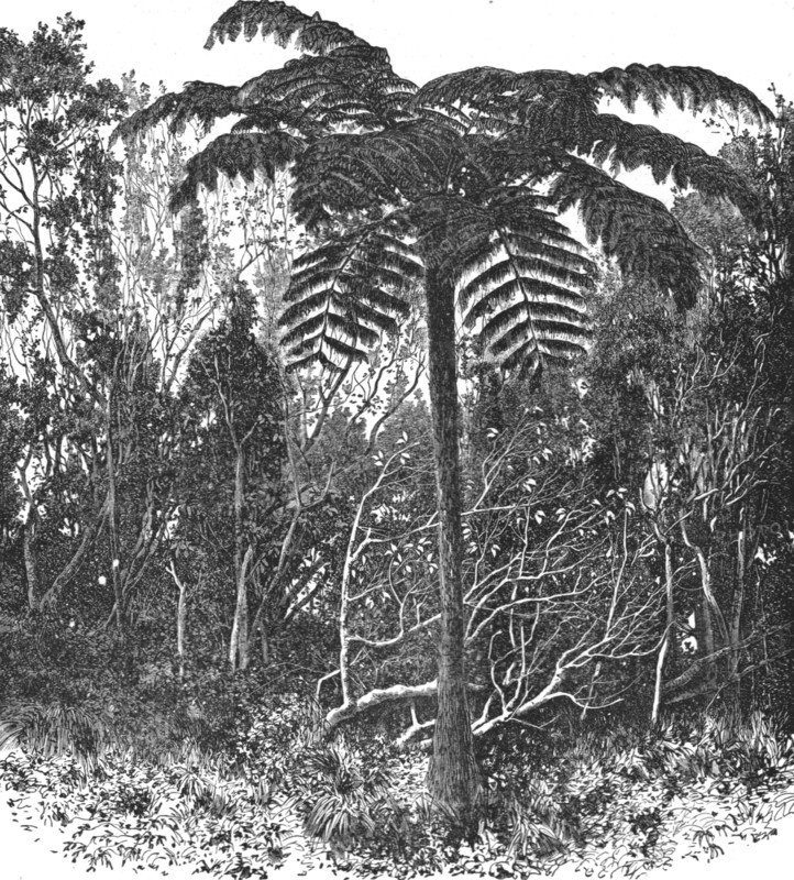 'Tree-fern--Madagascar; A Birds-eye View of Madagascar', 1875. Creator: M.D Charnay.
