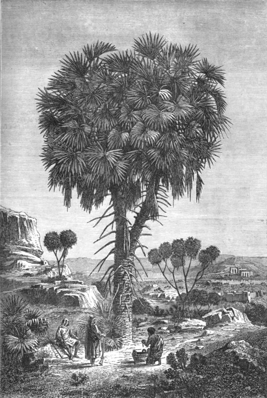 'Doum palm of the Soudan; A journey through Soudan and Western Abyssinia, with Reminiscences...1875. Creator: Unknown.