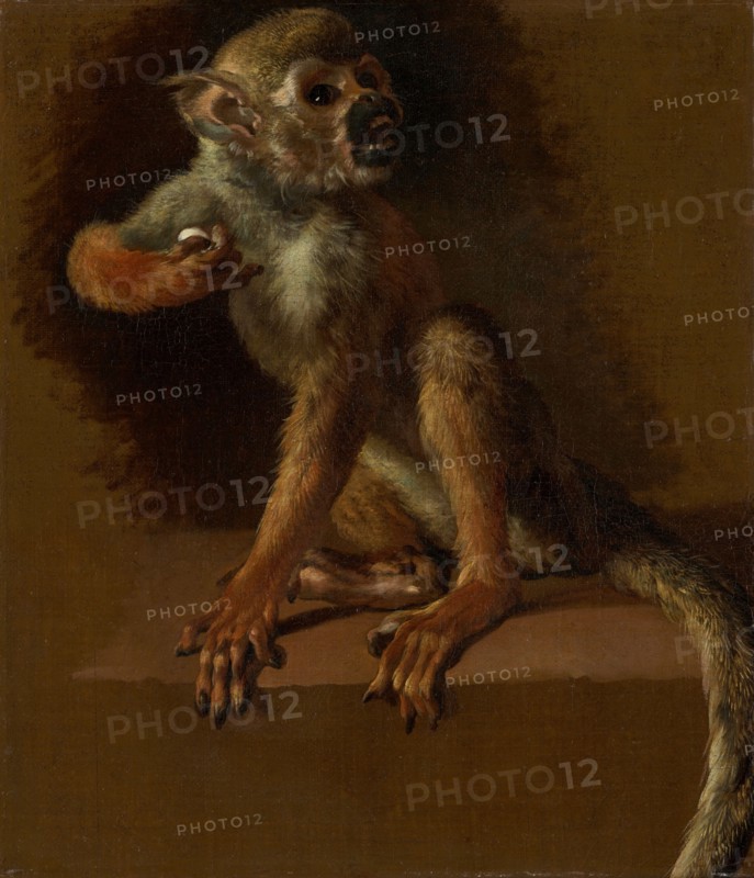 A Seated Monkey, before 1685. Creator: Jan Weenix.
