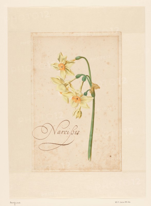Daffodil, 1650-1699. Creator: Anon.