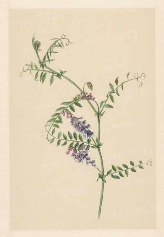 Vicia, 1722. Creator: Anon.