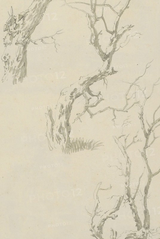Trees and tree trunk, c.1780-c.1800. Creator: Bernhard Heinrich Thier.