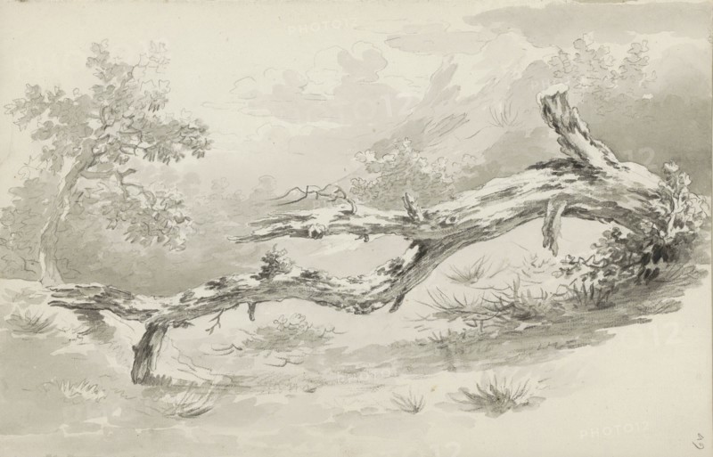 Treetrunk, c.1780-c.1800.  Creator: Bernhard Heinrich Thier.