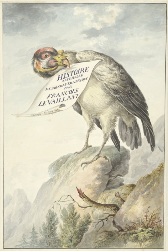 Crested vulture with a sheet of paper in its beak, 1763-1824.  Creator: Circle of François Le Vaillant.