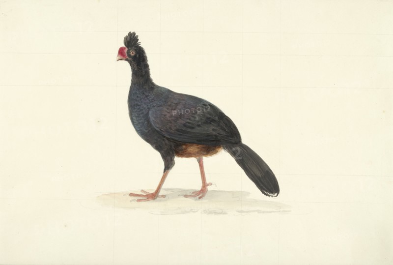 Black walking bird with short thick red beak, 1763-1824. Creator: Circle of François Le Vaillant.