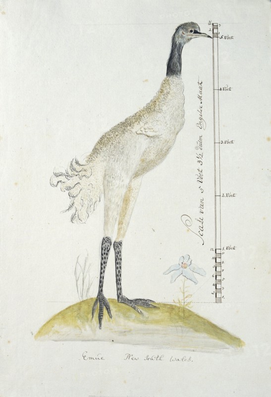 Dromaius novaehollandiae (Emu), 1770-1780. Creator: George Raper.