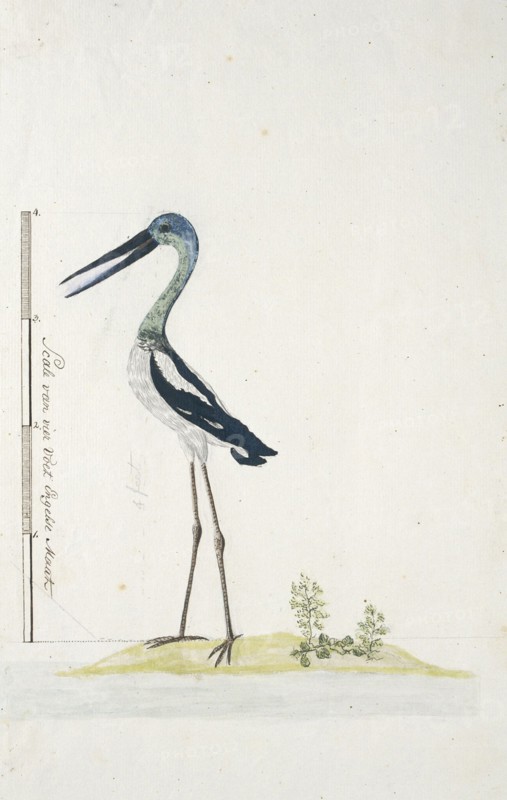 Grus rubicunda (Brolga or Australian crane), 1770-1780. Creator: George Raper.