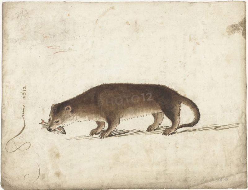 Otter with a fish in his mouth, 1612. Creator: Gerard ter Borch I.