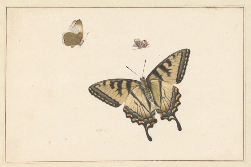 Three Butterflies, c.1683-c.1726. Creator: Herman Henstenburgh.
