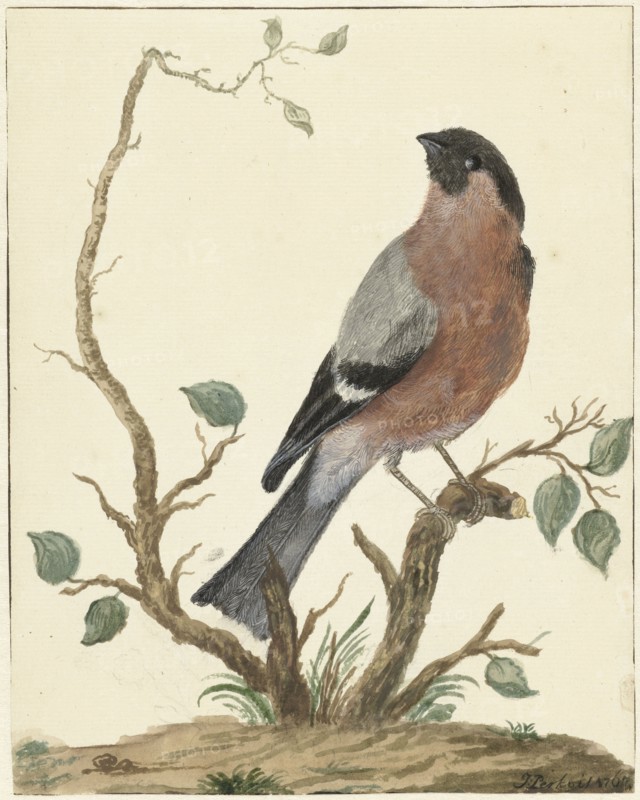 Bullfinch, 1767. Creator: Jacobus Perkois.