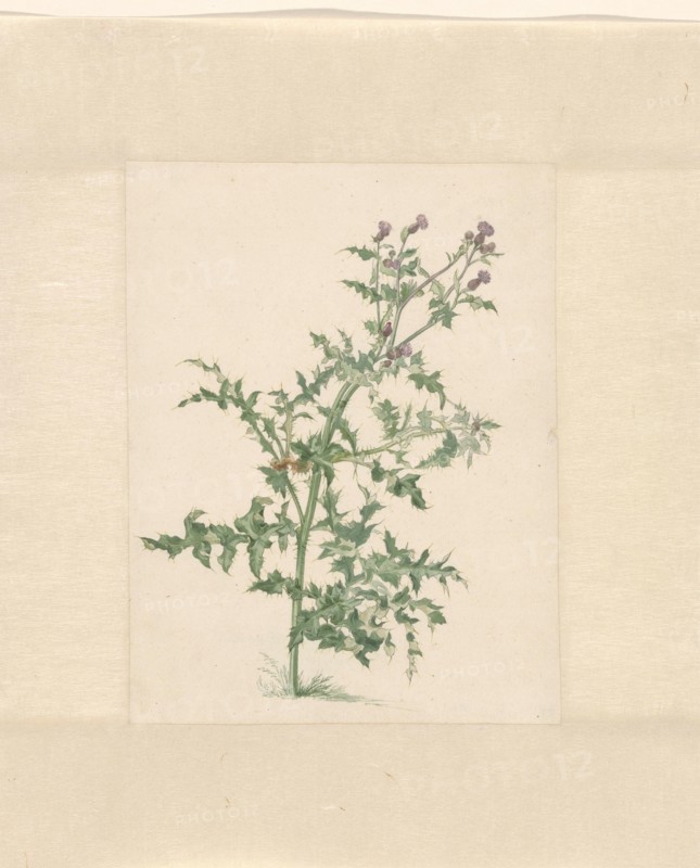 Flowering plant, 1748-1824. Creator: Jacob van Eynden.