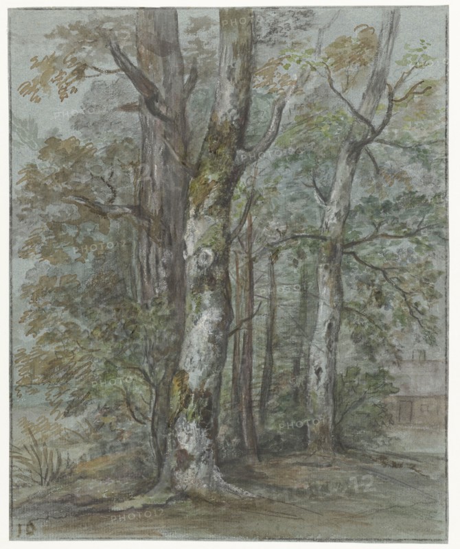 Tree studies, 1780-1855. Creator: Jan Dasveldt.
