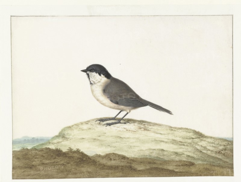 Marsh tit, 1658-1726. Creator: Johannes Bronkhorst.