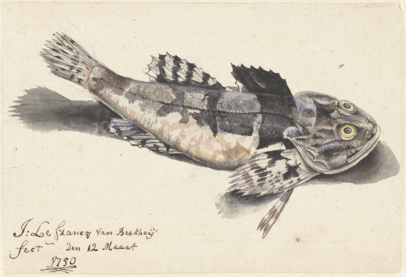 Sea bullhead, 1750. Creator: Johannes le Francq van Berkhey.