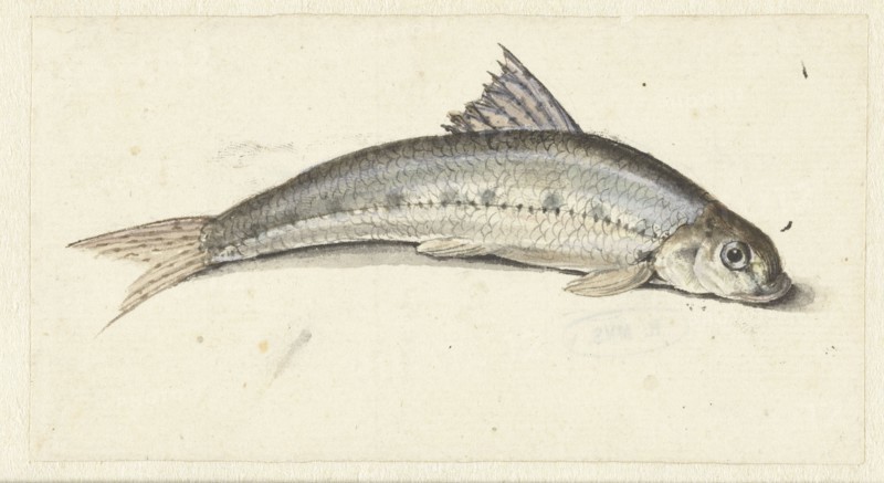 Gudgeon, 1739-1812. Creator: Johannes le Francq van Berkhey.