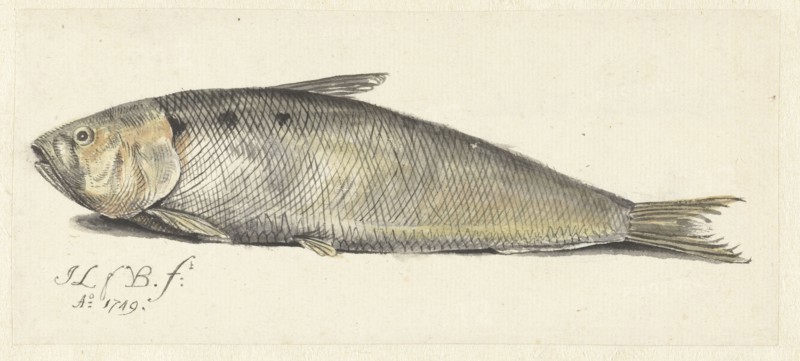 Shad, 1749.  Creator: Johannes le Francq van Berkhey.