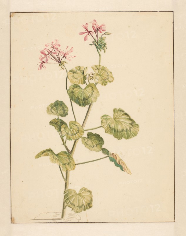 Geranium, 1668-1729. Creator: Vincent Laurentz van der Vinne I.