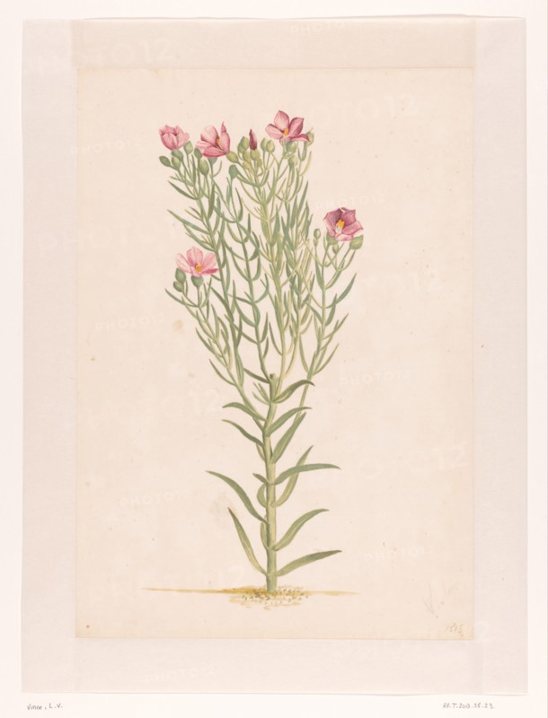 Plant with pink flowers, 1668-1729. Creator: Vincent Laurentz van der Vinne I.