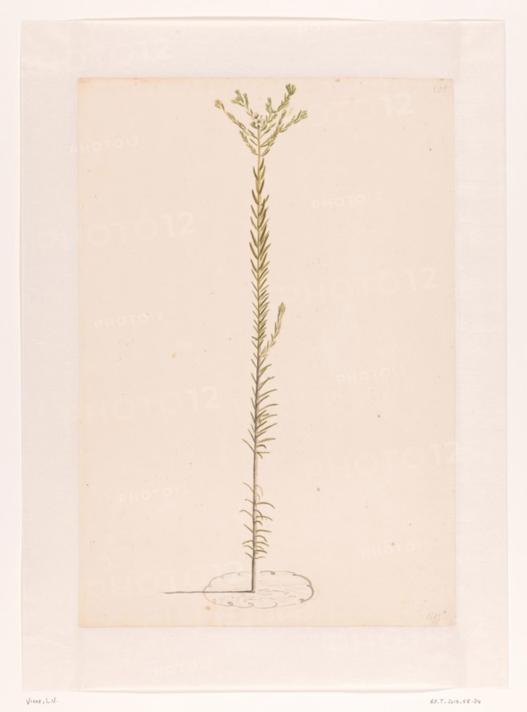 Ericaceae, 1668-1729. Creator: Vincent Laurentz van der Vinne I.
