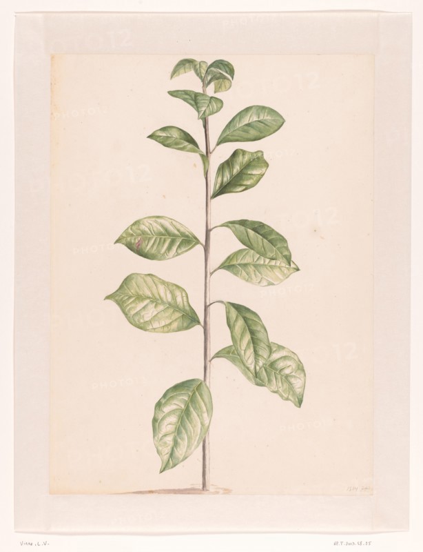 Arab coffee plant, 1668-1729. Creator: Vincent Laurentz van der Vinne I.