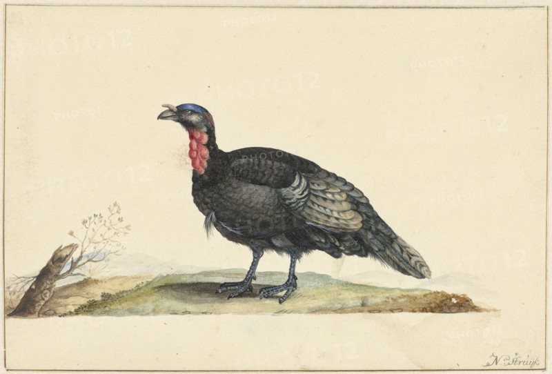 Bird with black feathers and a red crop, standing, left, c.1699-c.1719. Creator: Nicolaas Struyk.