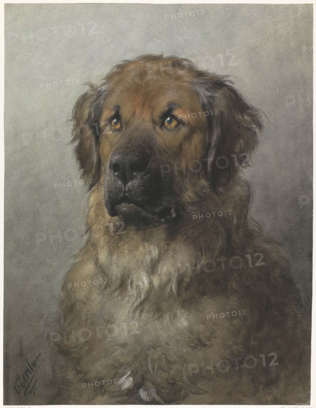 Head of a Leonberger, c.1880-c.1892. Creator: Otto Eerelman.