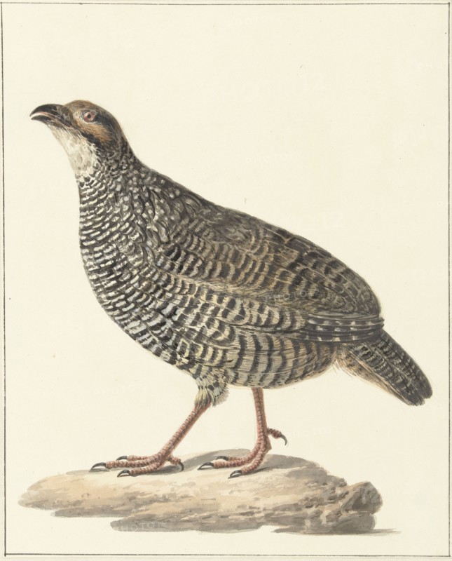 Chinese francolin (Francolinus pintadeanus), 1759-1842. Creator: Pieter Bartholomeusz. Barbiers.