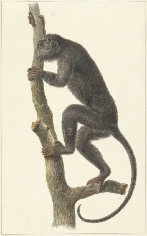 Black howler monkey (Paraguay), 1759-1842. Creator: Pieter Bartholomeusz. Barbiers.