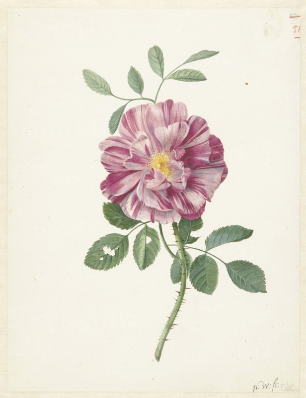 Gallic Rose (Rosa gallica  L. 'Versicolor'), c.1686-c.1692. Creator: Pieter Withoos.