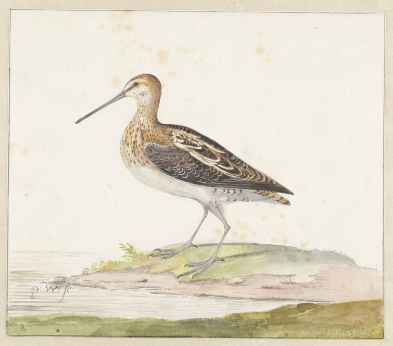 Common Snipe (Gallinago gallinago), c.1687-c.1692. Creator: Pieter Withoos.