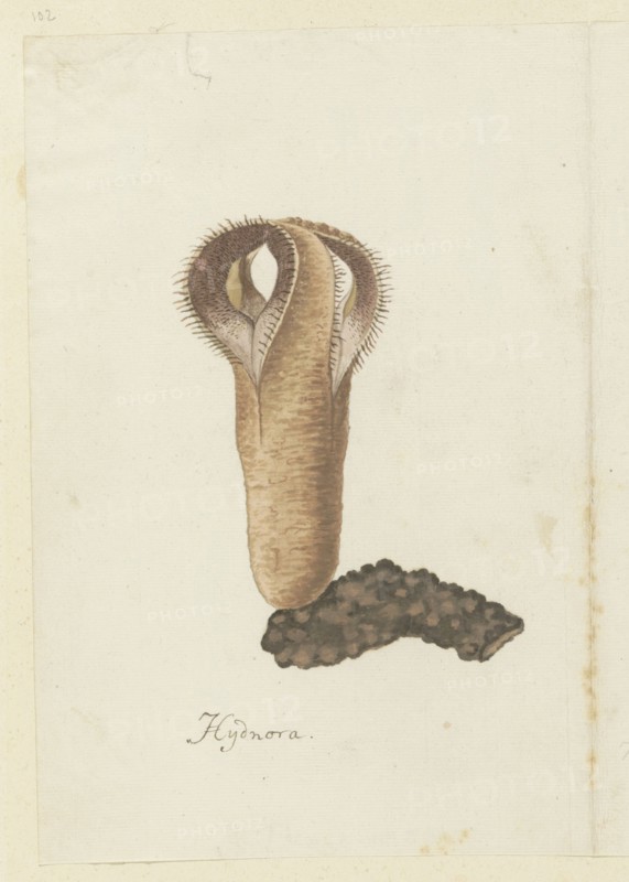 Hydnora africana Thunb. (Jackal-food plant), 1777-1786. Creator: Robert Jacob Gordon.